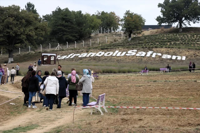 Karabük'te Safran Festivali Coşkusu Devam Ediyor