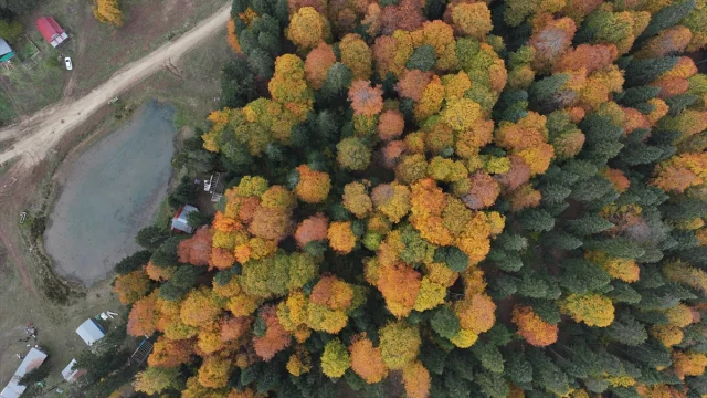 Sonbahar Büyüsüne Kapılan Düzce, Sakarya ve Bolu'da Doğanın Renk Cümbüşü