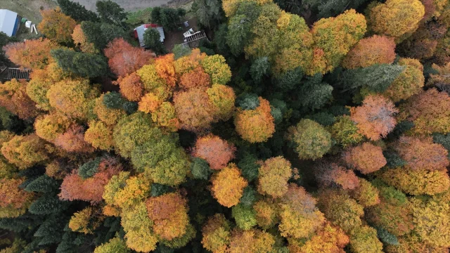 Sonbahar Büyüsüne Kapılan Düzce, Sakarya ve Bolu'da Doğanın Renk Cümbüşü