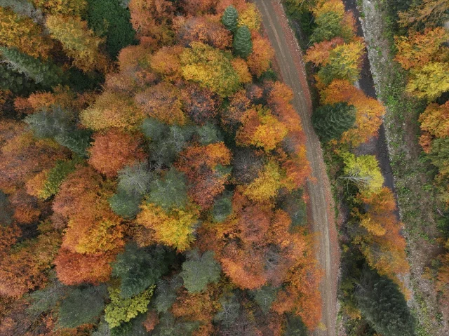 Sonbahar Büyüsüne Kapılan Düzce, Sakarya ve Bolu'da Doğanın Renk Cümbüşü