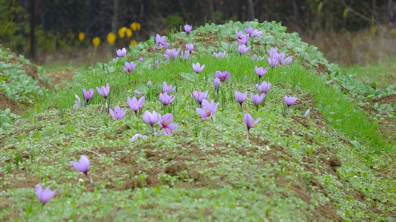 Safranbolu'da Renkli Görüntülerle 9. Safran Festivali Sona Erdi
