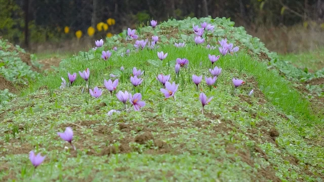 Safranbolu'da Renkli Görüntülerle 9. Safran Festivali Sona Erdi