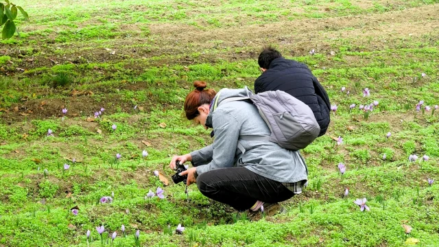 Safranbolu'da Renkli Görüntülerle 9. Safran Festivali Sona Erdi