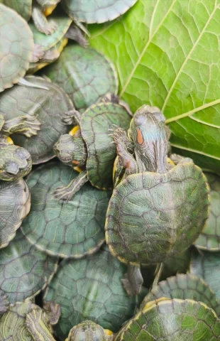 Bolu'da Su Kaplumbağalarıyla Dolu Otobüs Kemeraltına Alındı