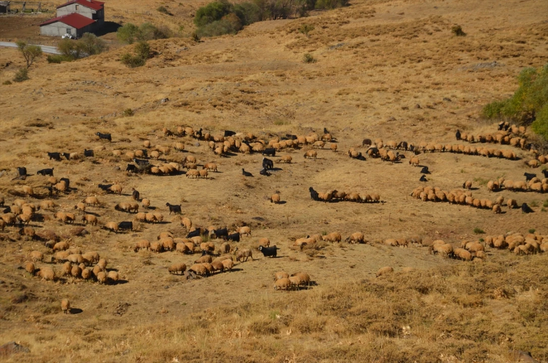 Göçerler Zorlu Dönüş Yolculuğuna Çıktı Muş'un Yaylalarında Neler Yaşandı