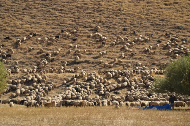 Göçerler Zorlu Dönüş Yolculuğuna Çıktı Muş'un Yaylalarında Neler Yaşandı