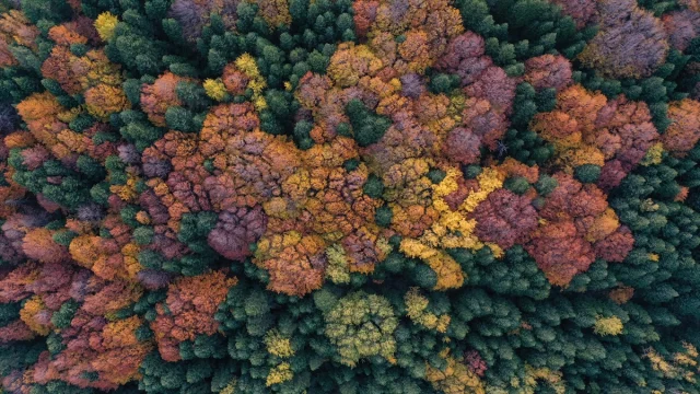 Uludağ'ın Sonbahar Büyüsü Herkesi Büyülüyor