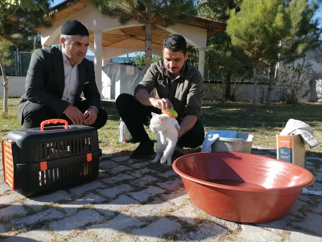 İmamın Kedilere Şefkati Hayran Bırakıyor: Bebek Gibi Yıkıyor