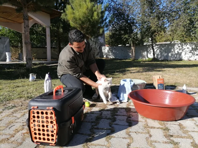 İmamın Kedilere Şefkati Hayran Bırakıyor: Bebek Gibi Yıkıyor