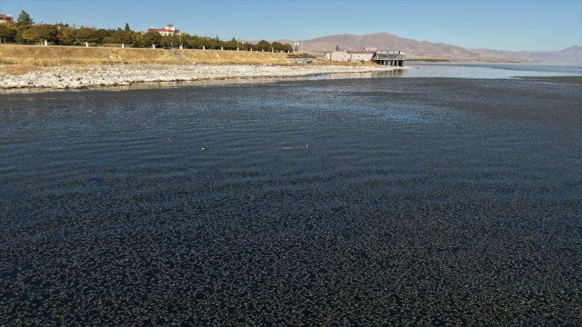Van Gölü'nü Sarsan Yosun Tehlikesi