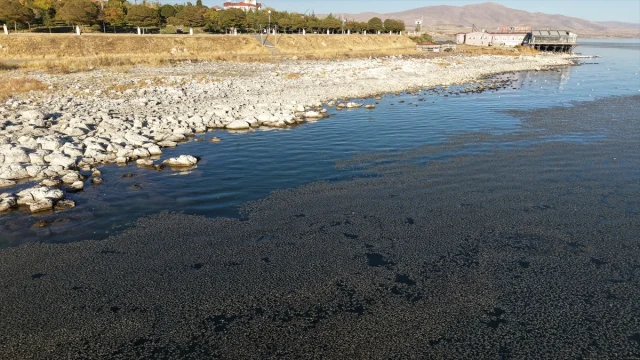 Van Gölü'nü Sarsan Yosun Tehlikesi