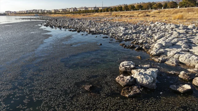 Van Gölü'nü Sarsan Yosun Tehlikesi