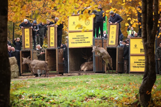 Samanlı Dağları'na Yerleştirilen Kızıl Geyiklerle Ekosistem...