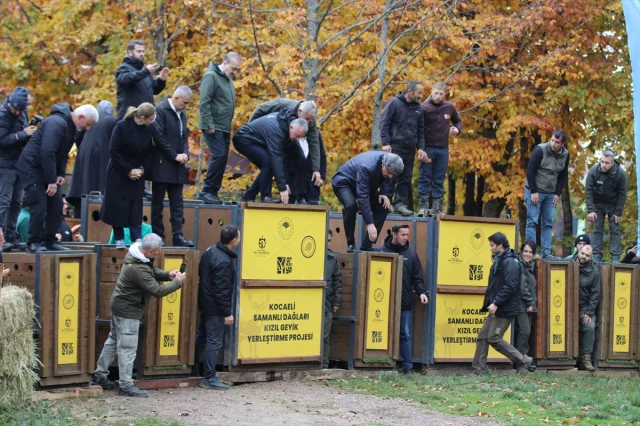 Samanlı Dağları'na Yerleştirilen Kızıl Geyiklerle Ekosistem Canlanıyor