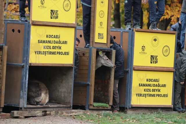 Samanlı Dağları'na Yerleştirilen Kızıl Geyiklerle Ekosistem Canlanıyor