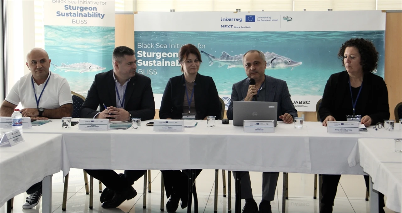 Karadeniz'in Biyolojik Hazinesi Mersin Balığı İçin Uluslararası İşbirliği