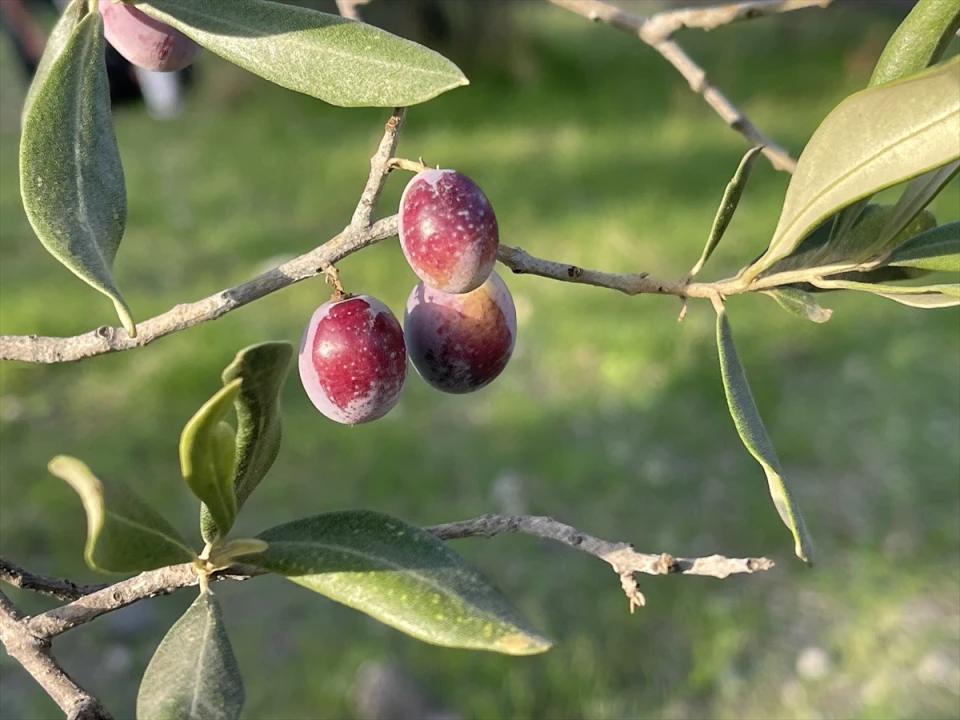 Türkiye'de 2 Milyon 450 Bin Ton Zeytin Rekoltesi Bekleniyor