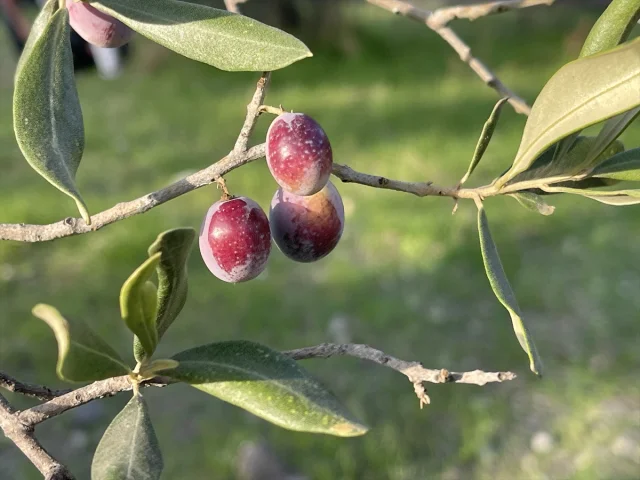 Türkiye'de 2 Milyon 450 Bin Ton Zeytin Rekoltesi Bekleniyor