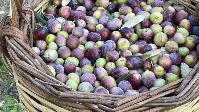 Türkiye'nin Zeytin Üretiminde Büyük Beklenti