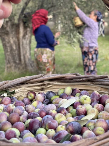 Türkiye'nin Zeytin Üretiminde Büyük Beklenti