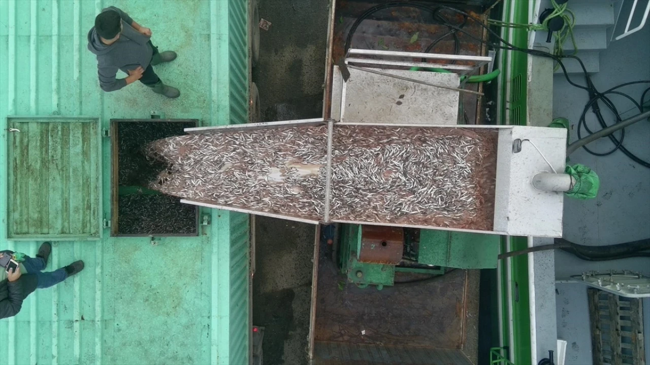 Sinop'ta Balıkçılar Hamsi Bereketiyle Dönüş Yaptı