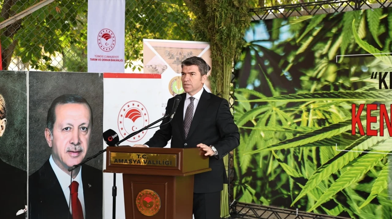 Amasya'da Kenevir Hasadı Başladı