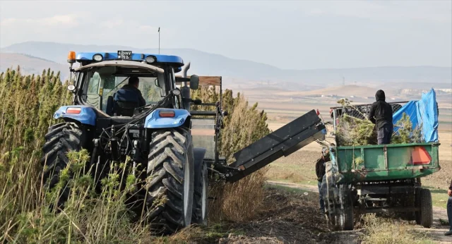 Amasya'da Kenevir Hasadı Büyük İlgiyle Başladı