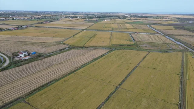 Bafra Ovası'ndaki Çeltik Hasadı Beklentileri Aştı
