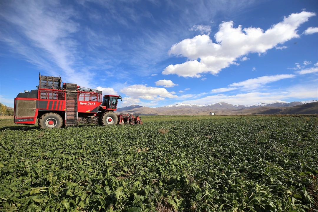 Erzurum'da Şeker Pancarına Yoğun İlgi