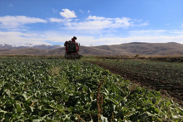 Erzurum'da şeker pancarına olan ilgi neden artıyor