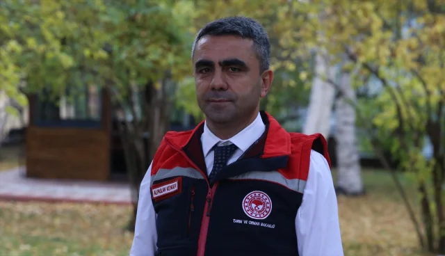 Erzurum'da şeker pancarına olan ilgi neden artıyor