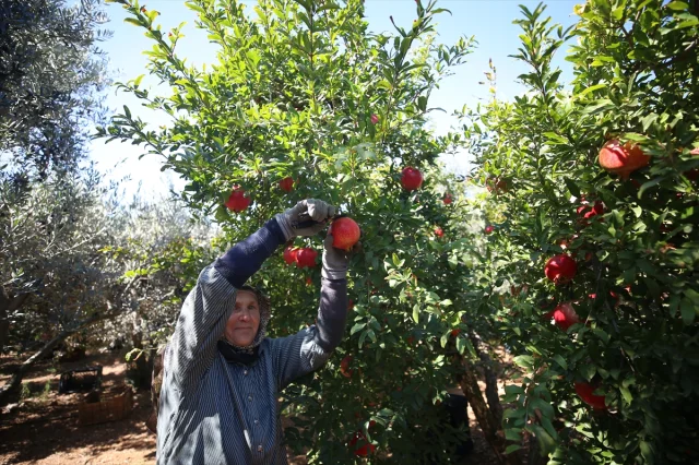 Nar Üretiminde Antalya Dünyaya Meydan Okuyor