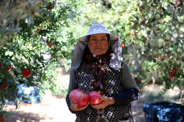 Nar Üretiminde Antalya Dünyaya Meydan Okuyor