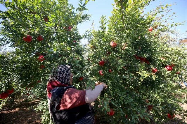 Nar Üretiminde Antalya Dünyaya Meydan Okuyor