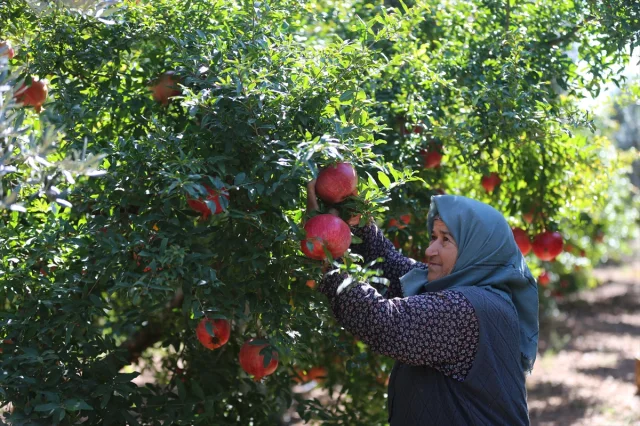 Nar Üretiminde Antalya Dünyaya Meydan Okuyor