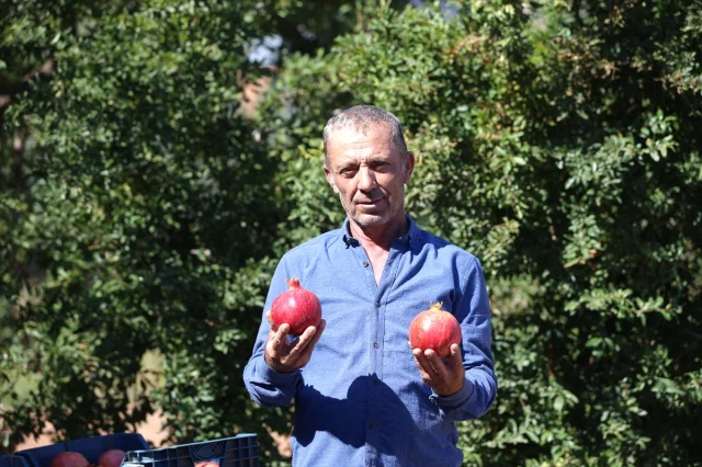 Nar Üretiminde Antalya Dünyaya Meydan Okuyor