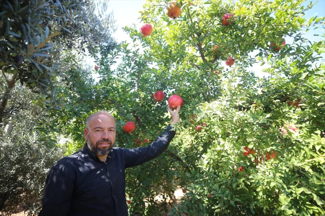 Nar Üretiminde Antalya Dünyaya Meydan Okuyor