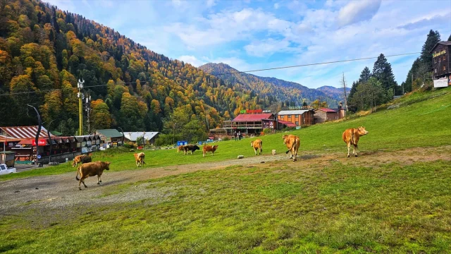 Ayder Yaylası'nda Sonbaharın Muhteşem Renk Cümbüşü