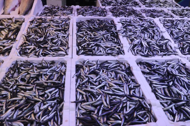 Rize'de Hamsi Rüzgarı: Tezgahlarda Bolluk ve Uygun Fiyatlar