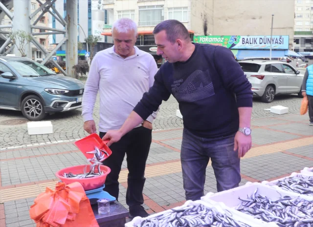 Rize'de Hamsi Rüzgarı: Tezgahlarda Bolluk ve Uygun Fiyatlar