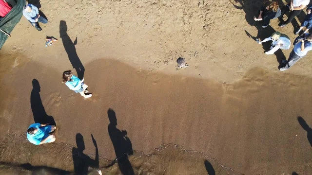 Muğla'da Deniz Kaplumbağaları Cumhuriyet Coşkusuyla Denizle Buluştu