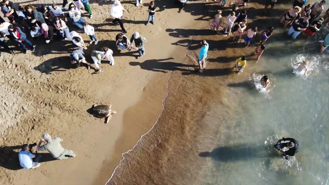 Muğla'da Deniz Kaplumbağaları Cumhuriyet Coşkusuyla Denizle Buluştu