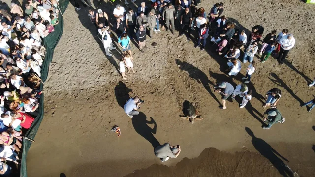 Muğla'da Deniz Kaplumbağaları Cumhuriyet Coşkusuyla Denizle Buluştu