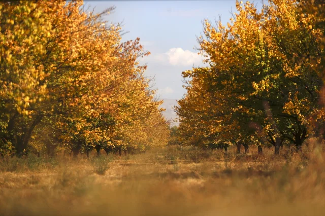 Malatya'nın Kayısı Bahçelerinde Sonbaharın Büyüleyici Renkle...