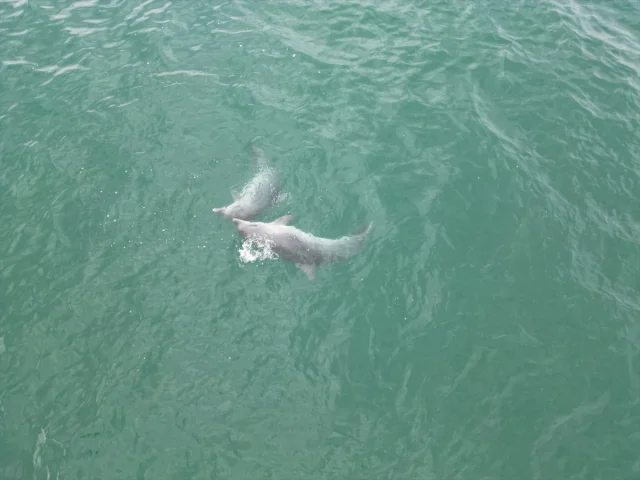 Karadeniz'deki Yunuslar Doğaseverleri Büyüledi