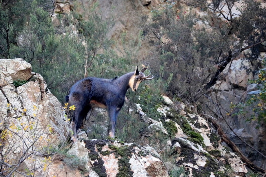 Gümüşhane'de ender görülen çengel boynuzlu dağ keçileri keşfedildi