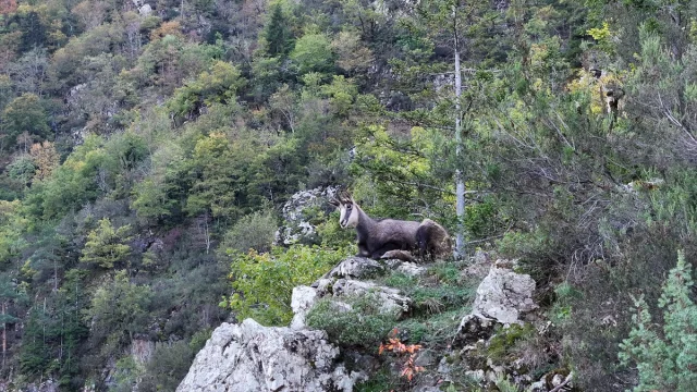 Gümüşhane'de ender görülen çengel boynuzlu dağ keçileri keşfedildi