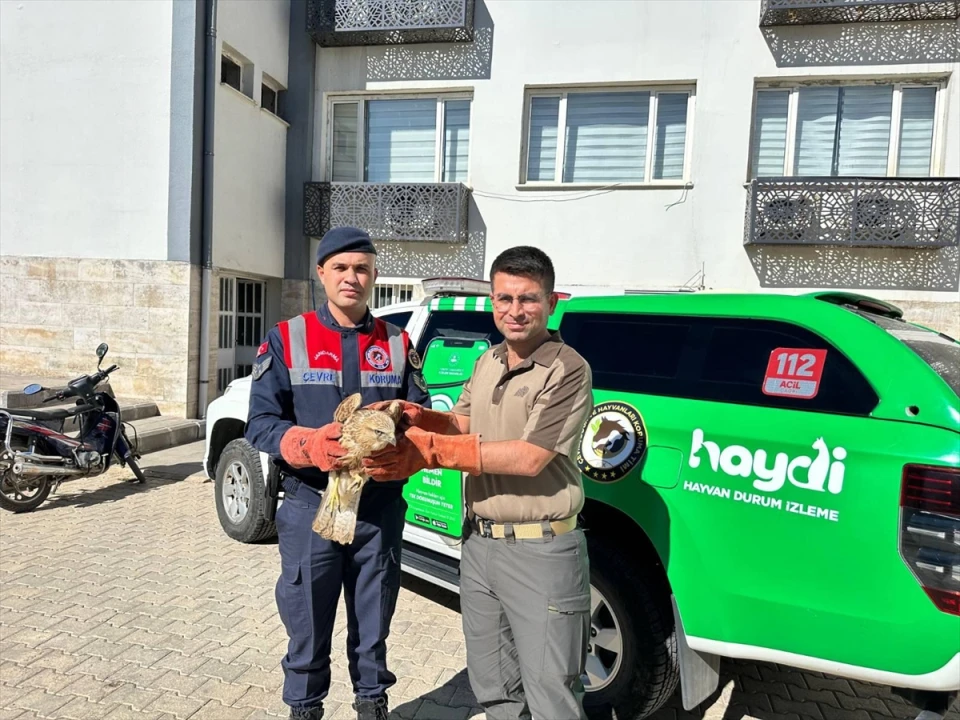 Kilis'te Yarı Baygın Bulunan Kızıl Şahin Hayata Döndü
