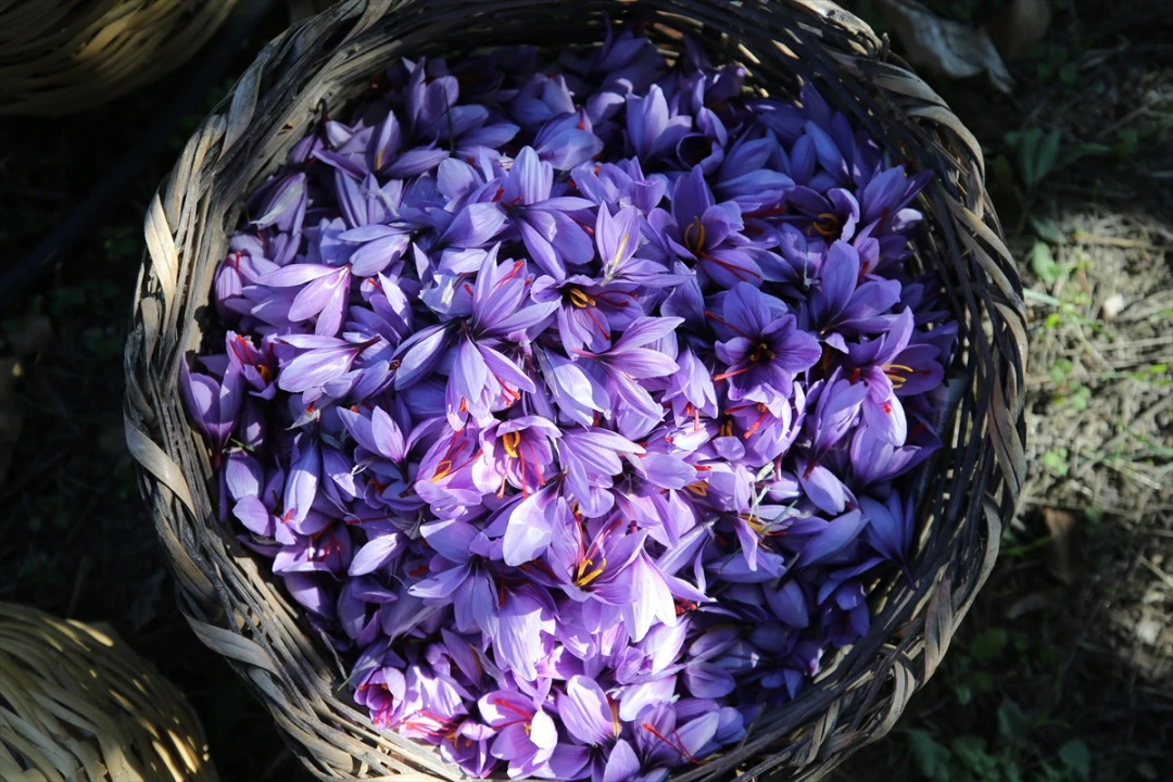 Safranbolu'da "Altın Bitki" Safranın Büyüleyici Hasadı Başladı