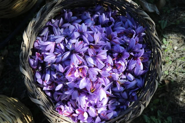 Safranbolu'da "Altın Bitki" Safranın Büyüleyici Hasadı Başla...